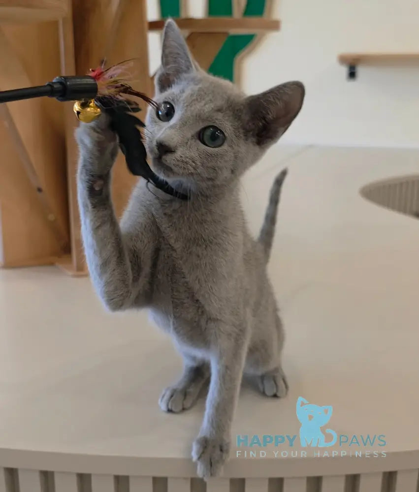 Apollo Russian Blue male blue live animals
