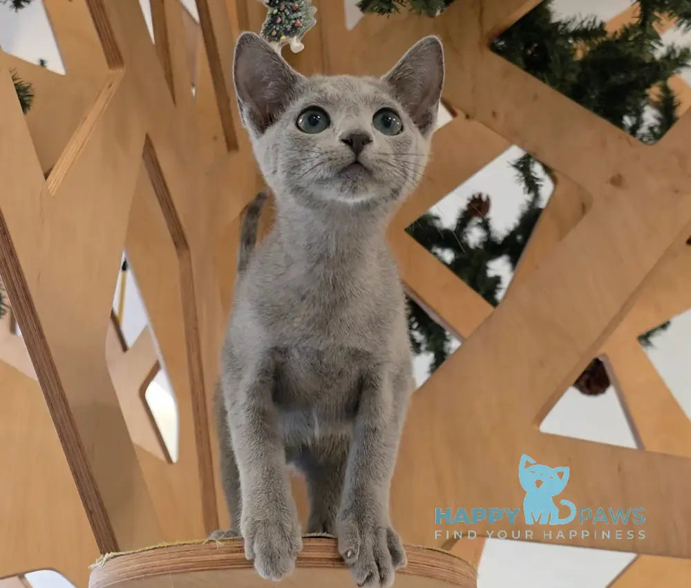 Apollo Russian Blue male blue live animals
