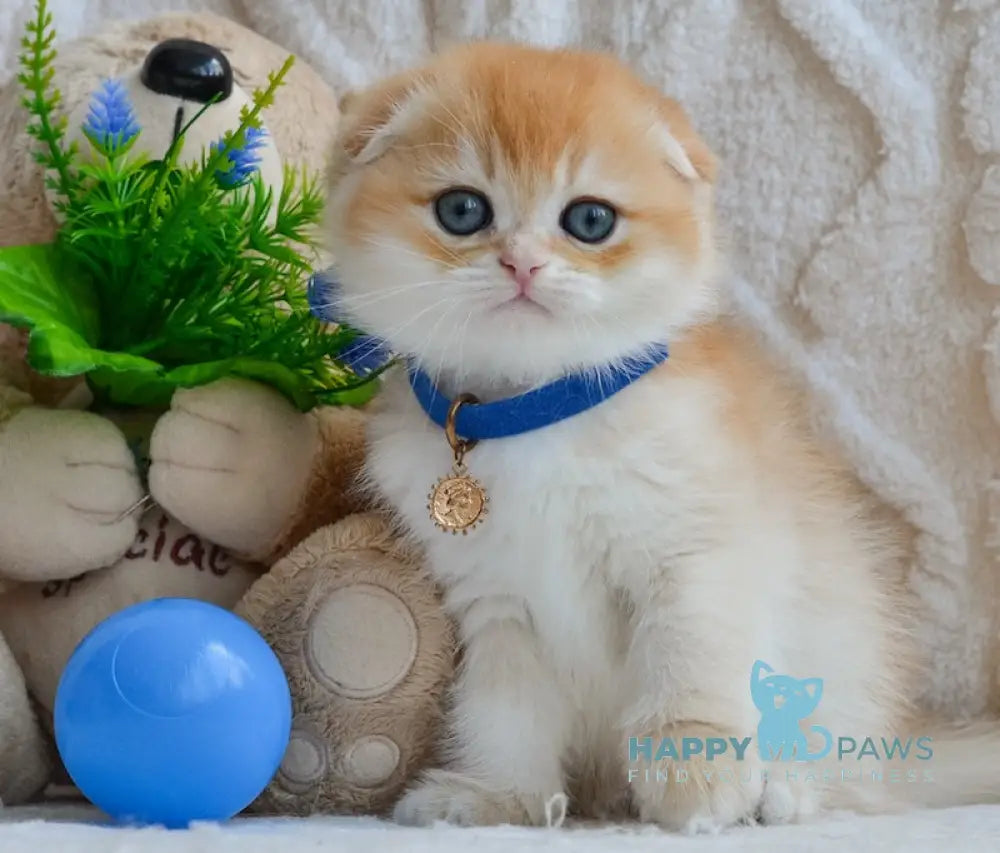 Apollo Scottish Fold male black golden chinchilla live animals