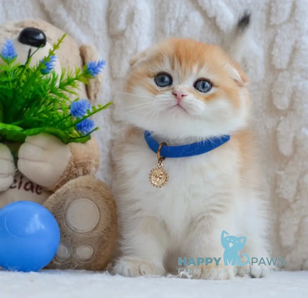 Apollo Scottish Fold male black golden chinchilla live animals