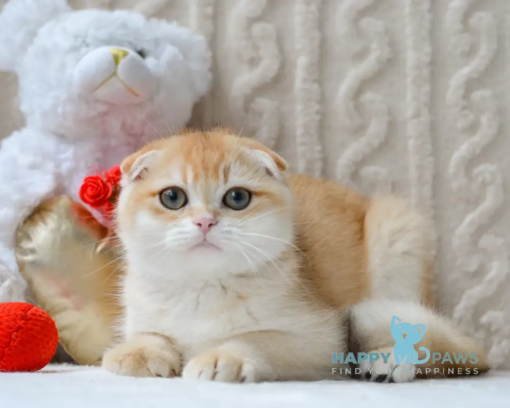 Apollo Scottish Fold male black golden chinchilla live animals