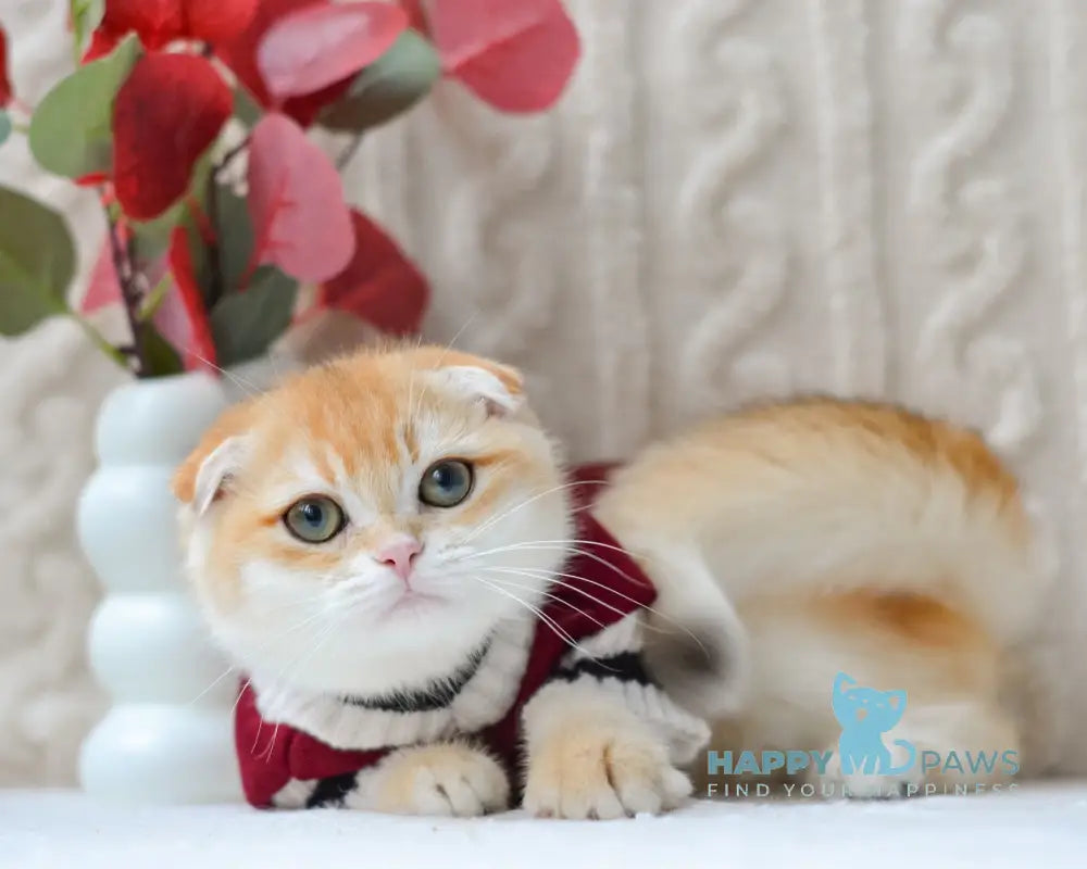 Apollo Scottish Fold male black golden chinchilla live animals