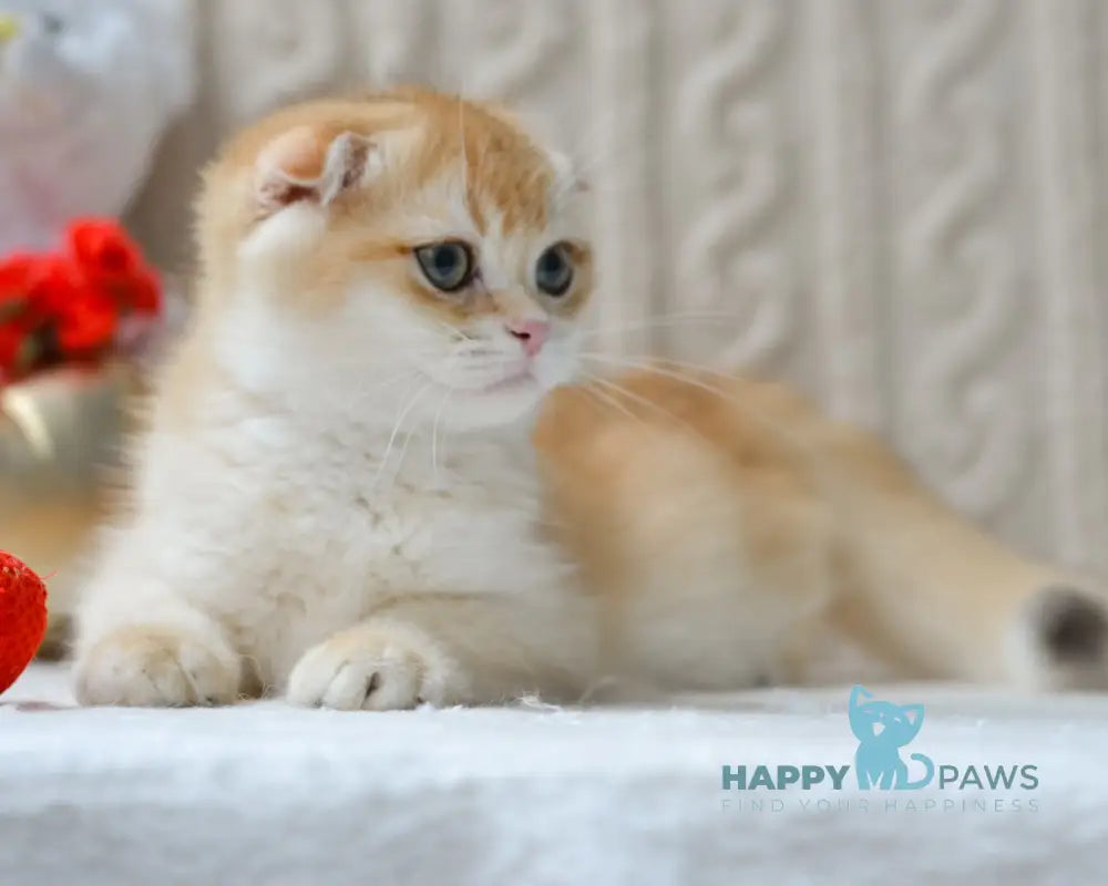 Apollo Scottish Fold male black golden chinchilla live animals