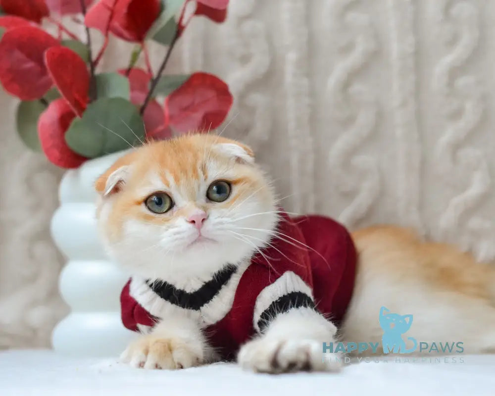 Apollo Scottish Fold male black golden chinchilla live animals