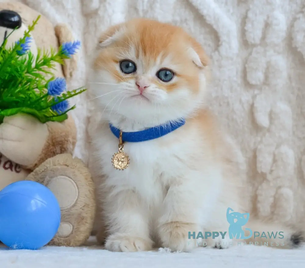 Apollo Scottish Fold male black golden chinchilla live animals