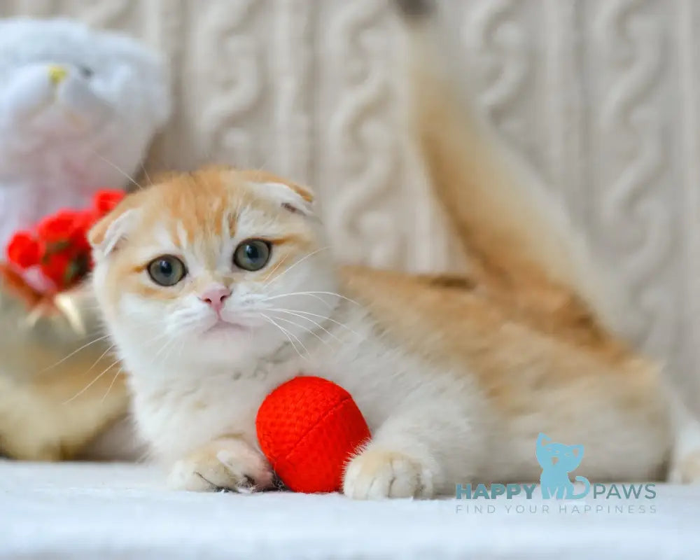 Apollo Scottish Fold male black golden chinchilla live animals