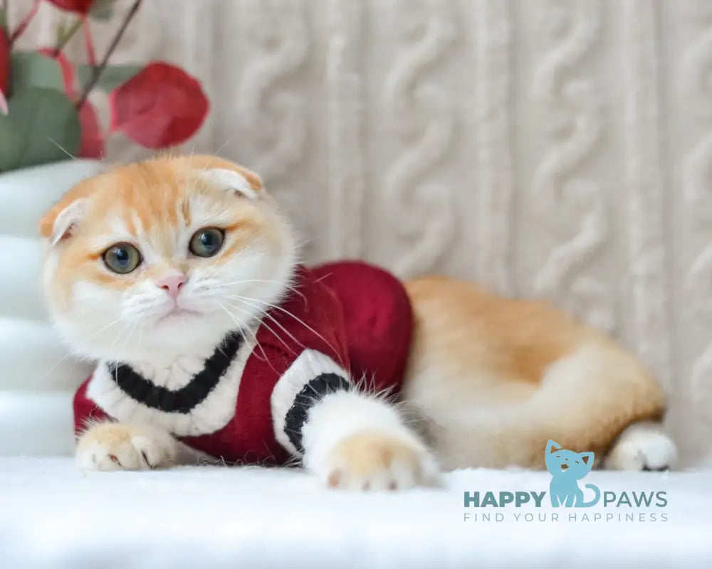 Apollo Scottish Fold male black golden chinchilla live animals