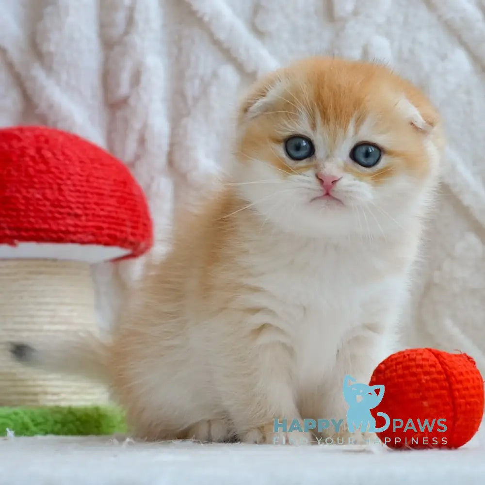 Apollo Scottish Fold male black golden chinchilla live animals