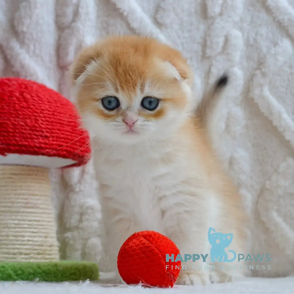Apollo Scottish Fold male black golden chinchilla live animals
