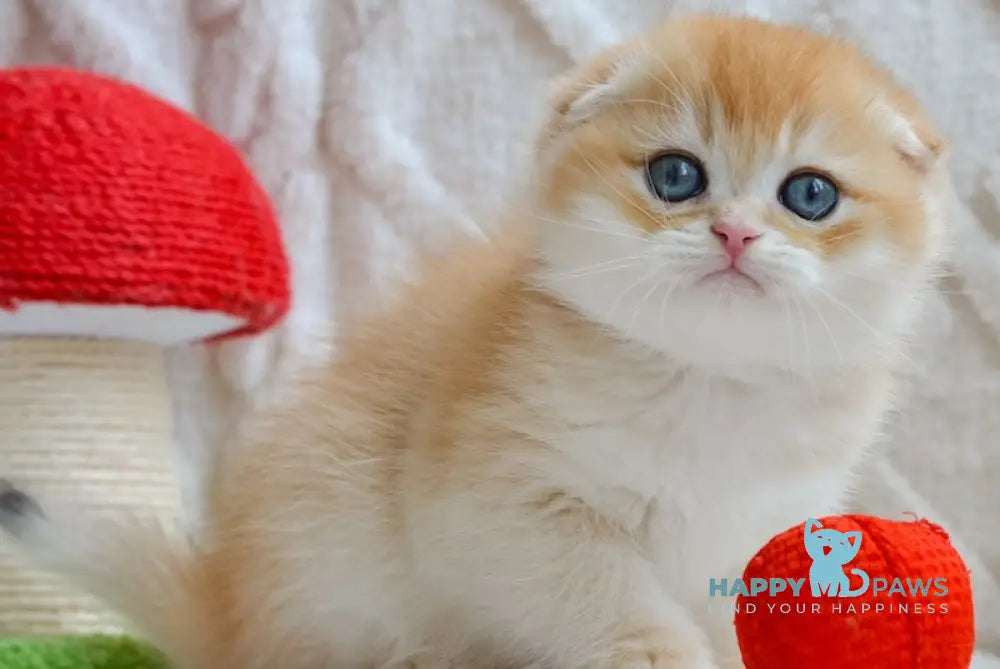 Apollo Scottish Fold male black golden chinchilla live animals