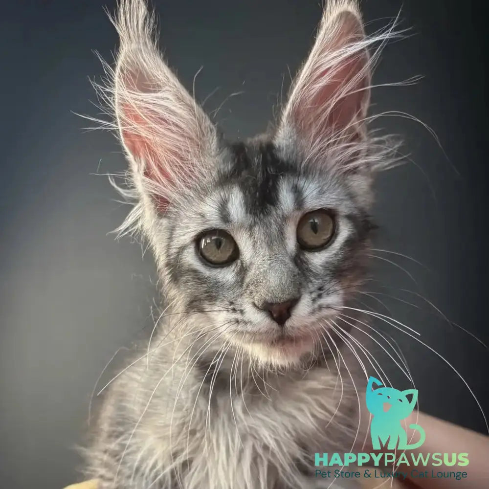 Apollon Maine Coon male black silver ticked tabby - live animals