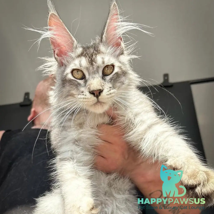 Apollon Maine Coon male black silver ticked tabby - live animals