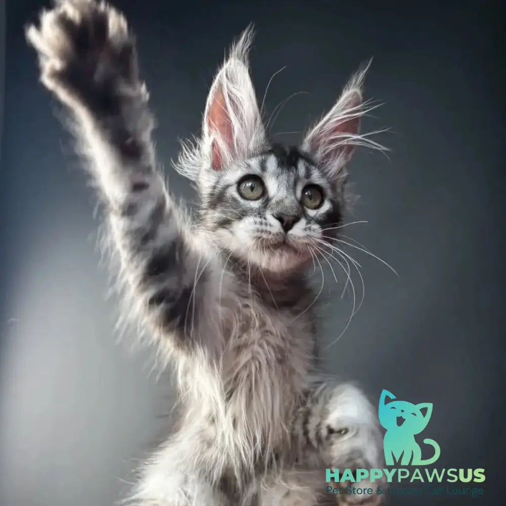 Apollon Maine Coon male black silver ticked tabby - live animals