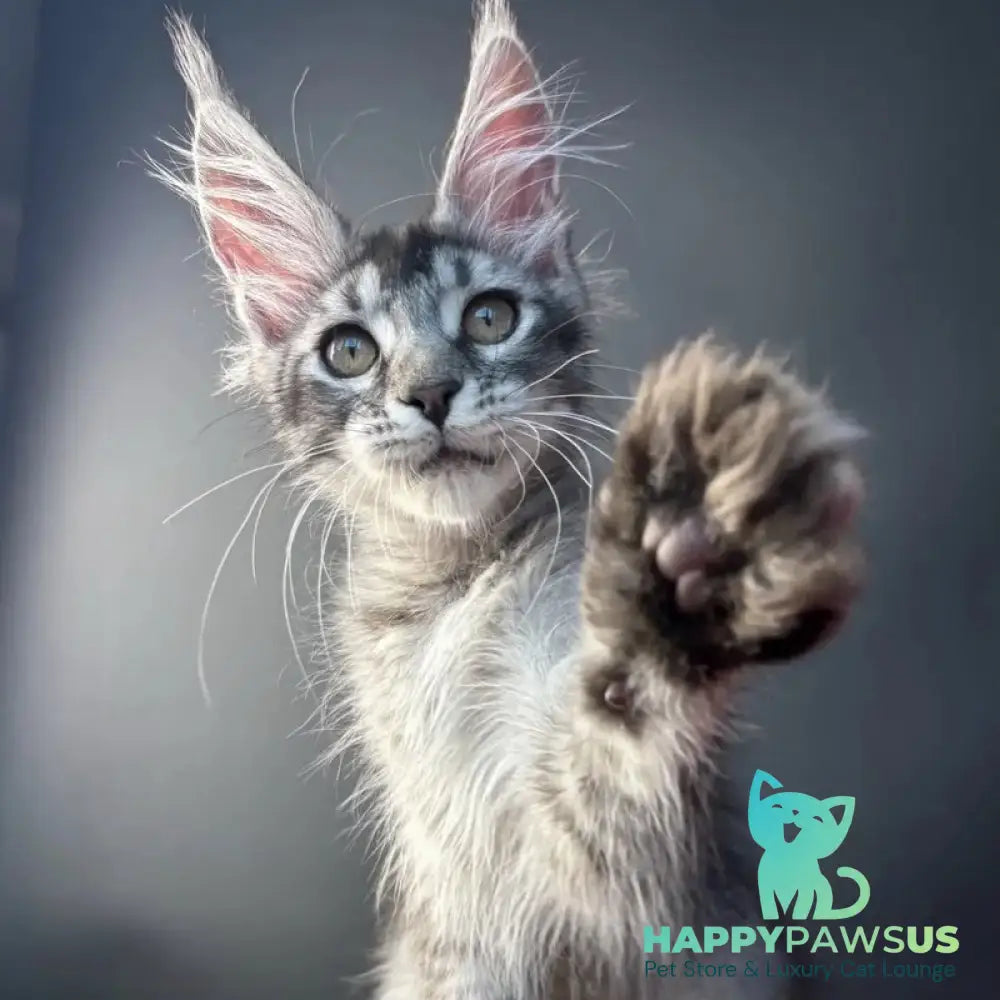 Apollon Maine Coon male black silver ticked tabby - live animals