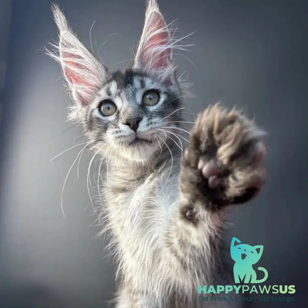 Apollon Maine Coon male black silver ticked tabby - live animals
