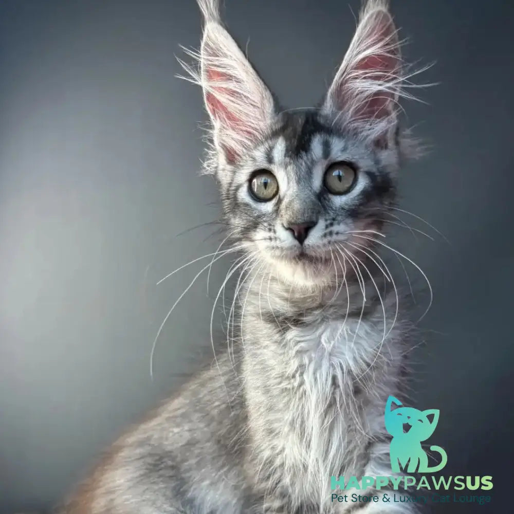 Apollon Maine Coon male black silver ticked tabby - live animals