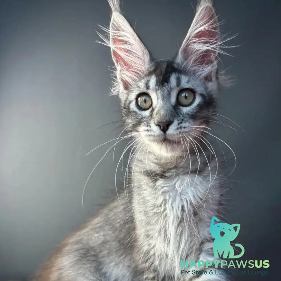 Apollon Maine Coon male black silver ticked tabby - live animals