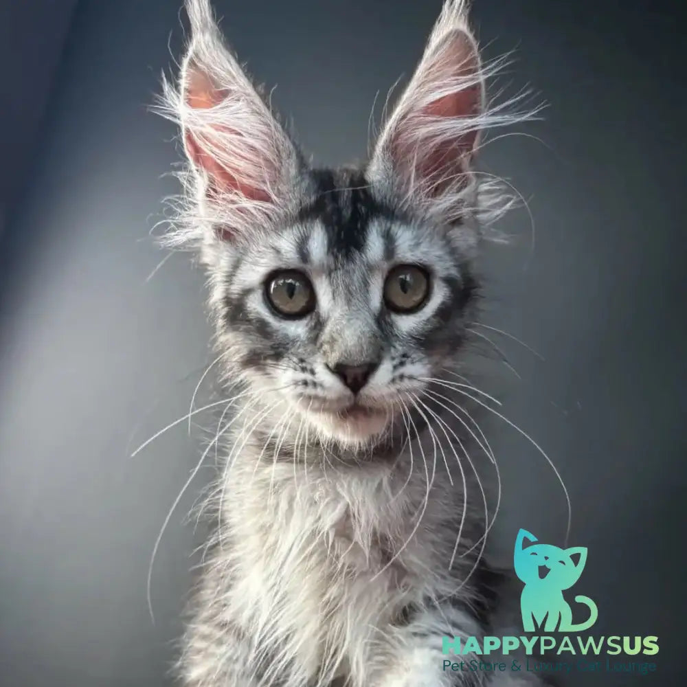 Apollon Maine Coon male black silver ticked tabby - live animals