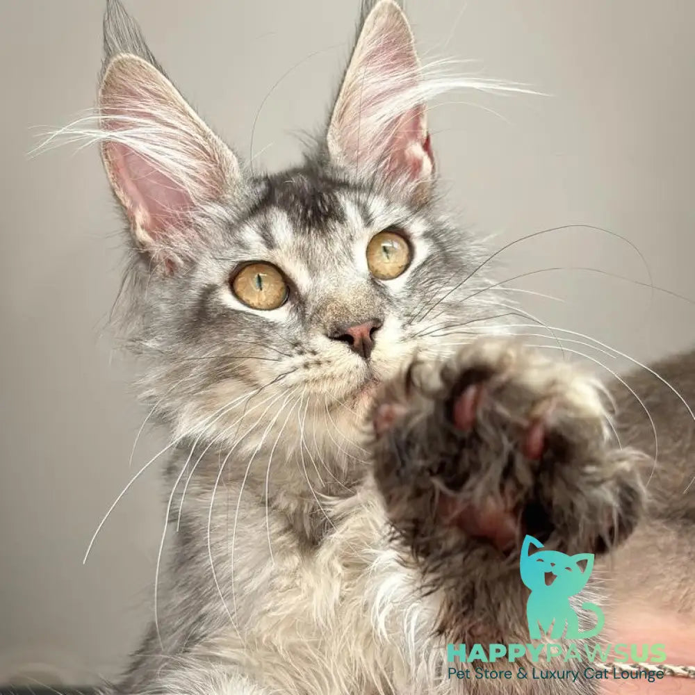 Apollon Maine Coon male black silver ticked tabby - live animals