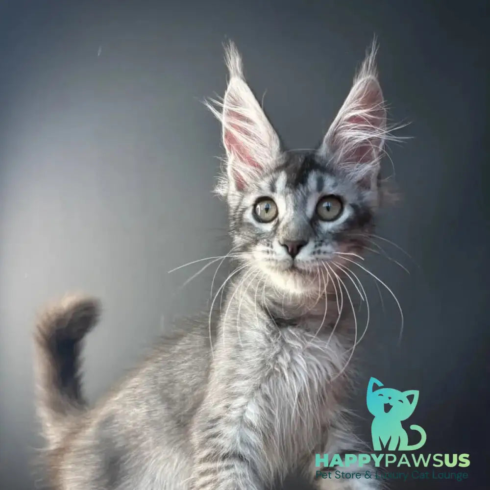 Apollon Maine Coon male black silver ticked tabby - live animals