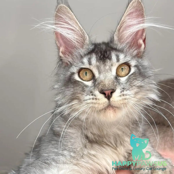 Apollon Maine Coon male black silver ticked tabby - live animals