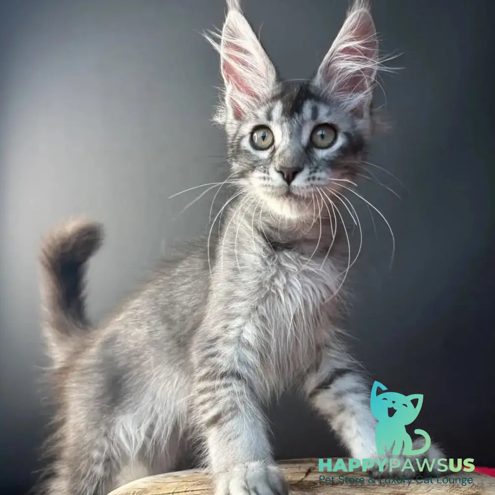 Apollon Maine Coon male black silver ticked tabby - live animals