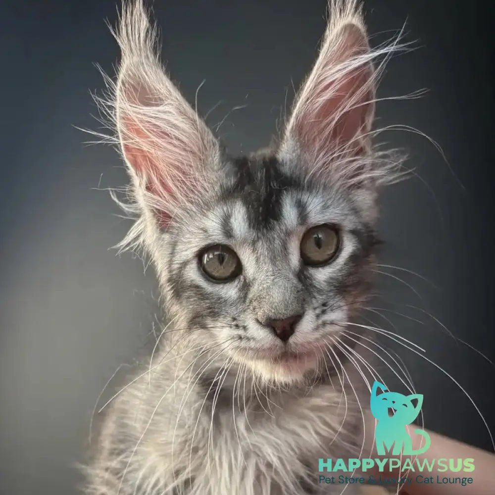 Apollon Maine Coon male black silver ticked tabby - live animals