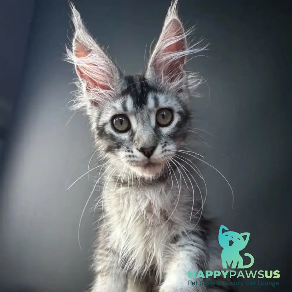 Apollon Maine Coon male black silver ticked tabby - live animals