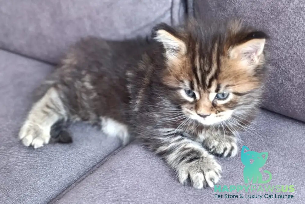Apollon Maine Coon male black tabby - live animals