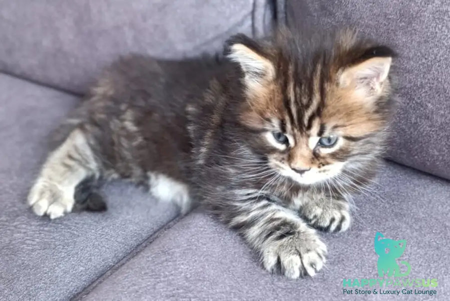 Apollon Maine Coon male black tabby - live animals