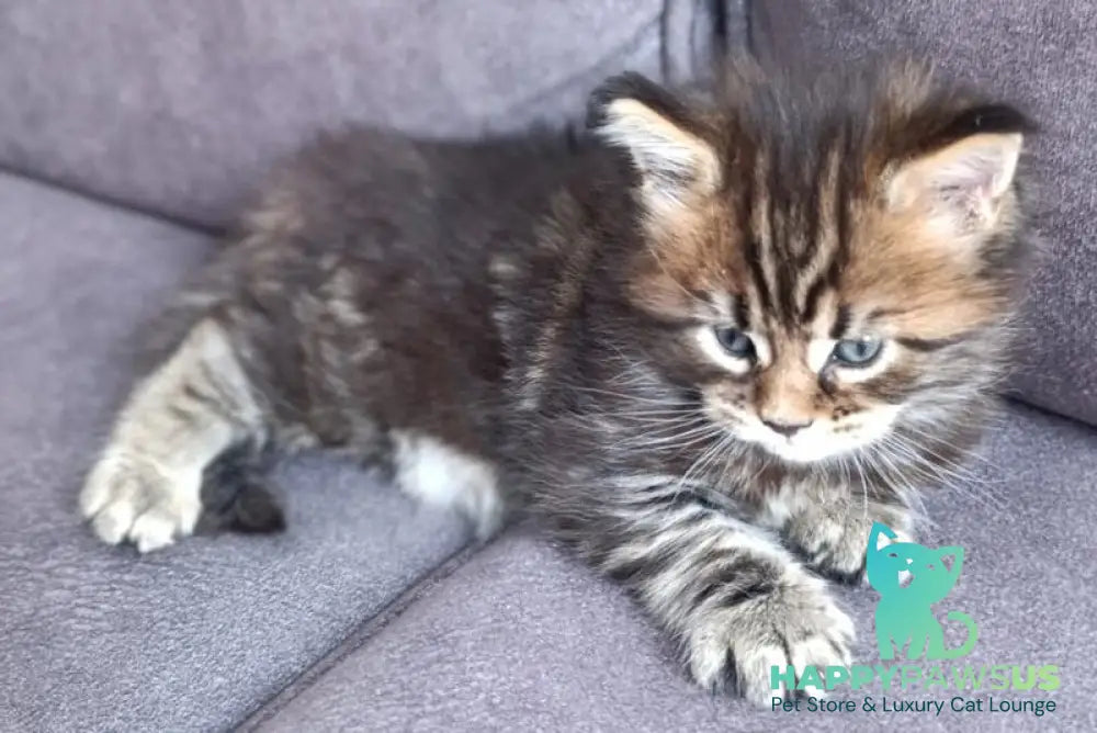 Apollon Maine Coon male black tabby - live animals