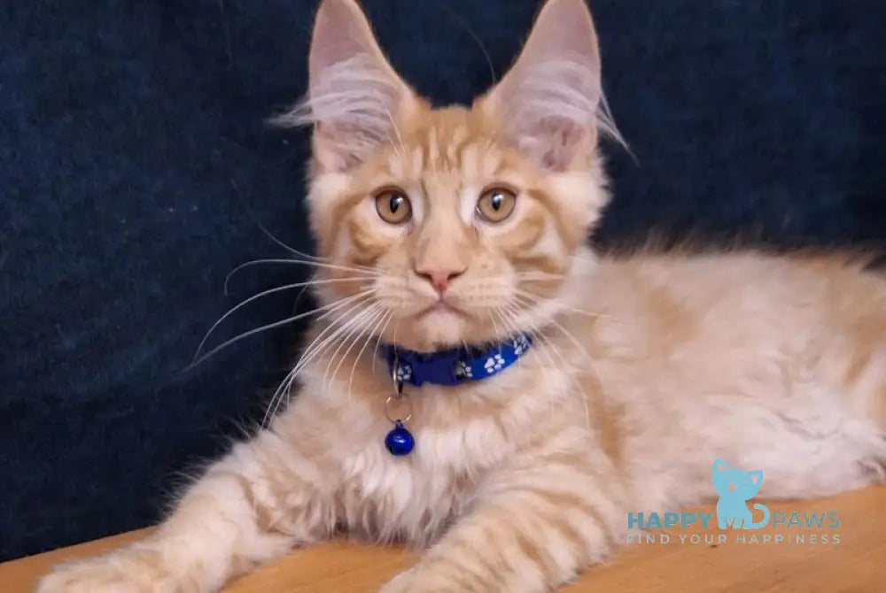 Apolon Maine Coon male red tabby - live animals