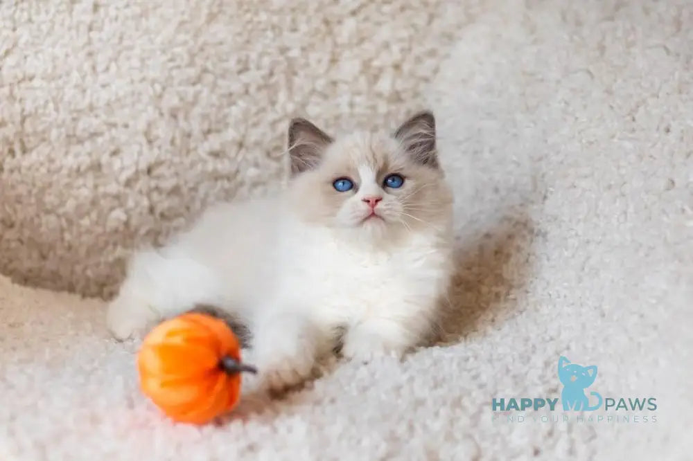Appl Ragdoll male blue bicolour live animals
