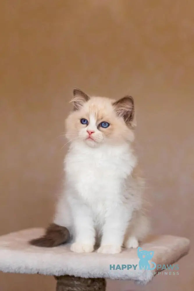 Appl Ragdoll male blue bicolour live animals
