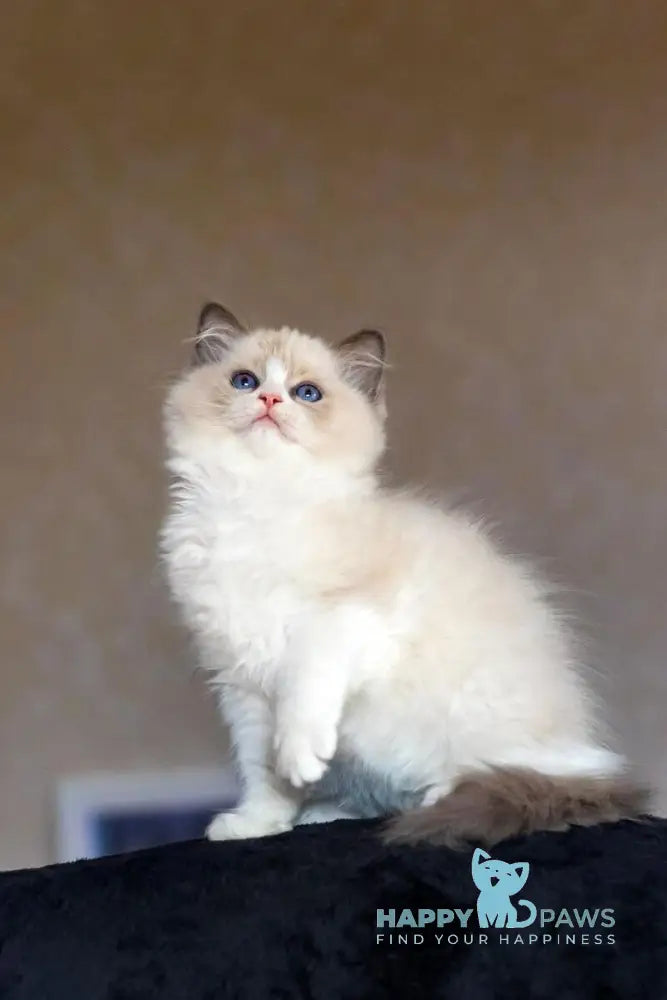Appl Ragdoll male blue bicolour live animals