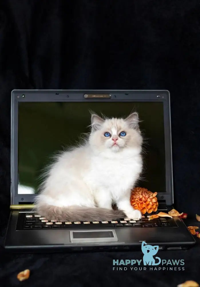 Appl Ragdoll male blue bicolour live animals