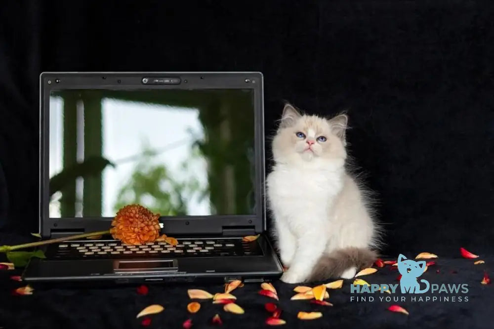 Appl Ragdoll male blue bicolour live animals