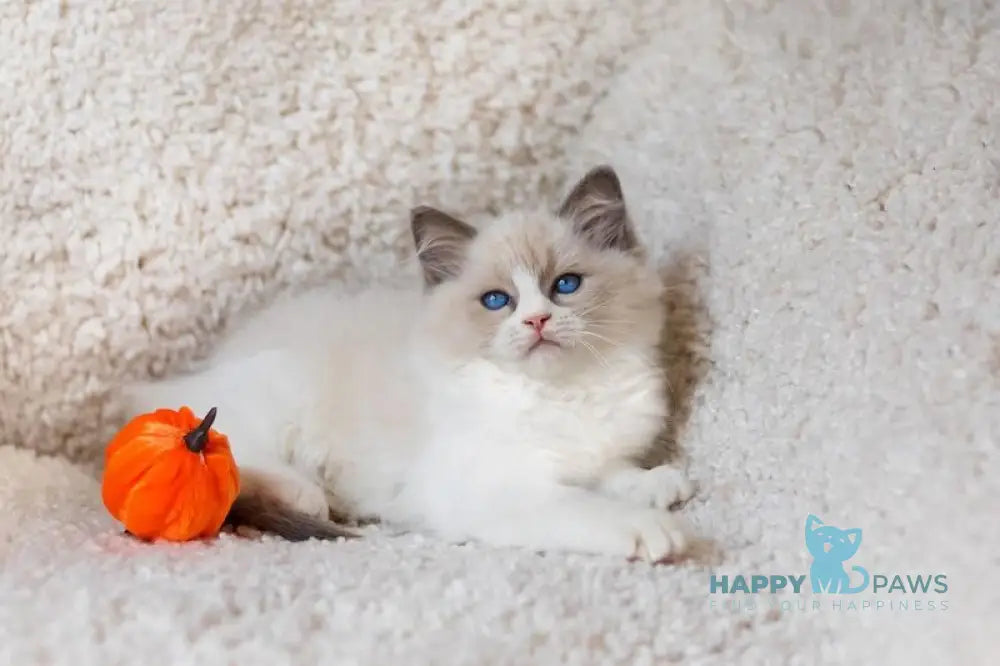 Appl Ragdoll male blue bicolour live animals