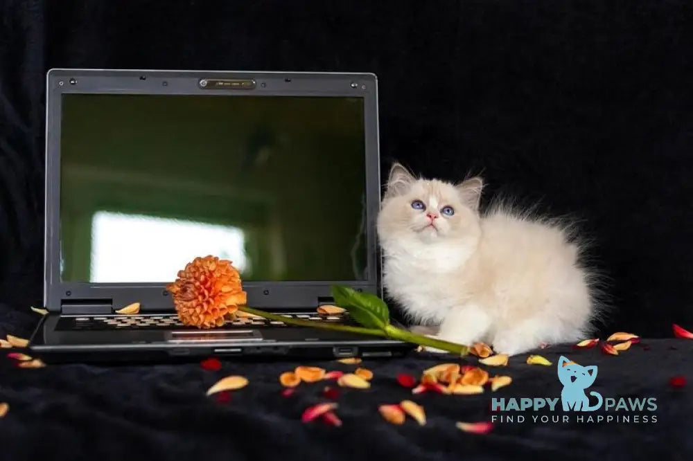 Apple Ragdoll male blue bicolour live animals