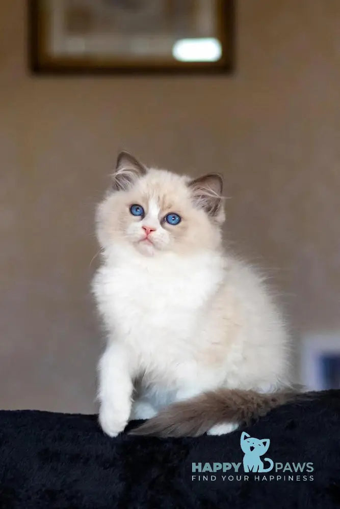 Apple Ragdoll male blue bicolour live animals