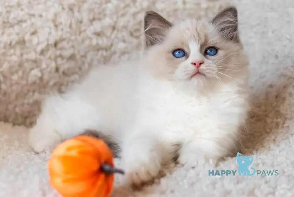 Apple Ragdoll male blue bicolour live animals