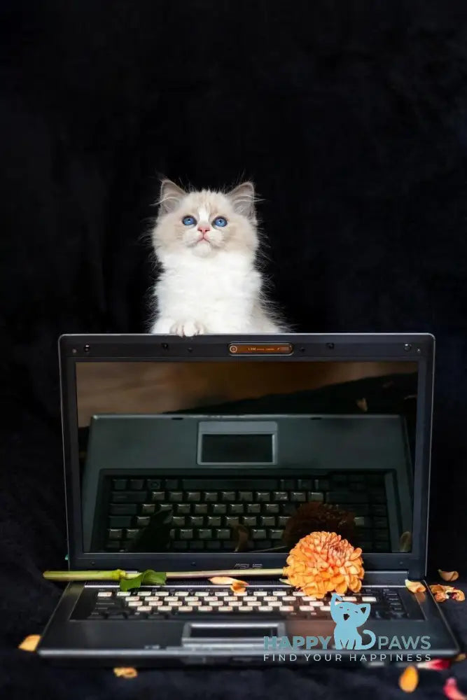 Apple Ragdoll male blue bicolour live animals