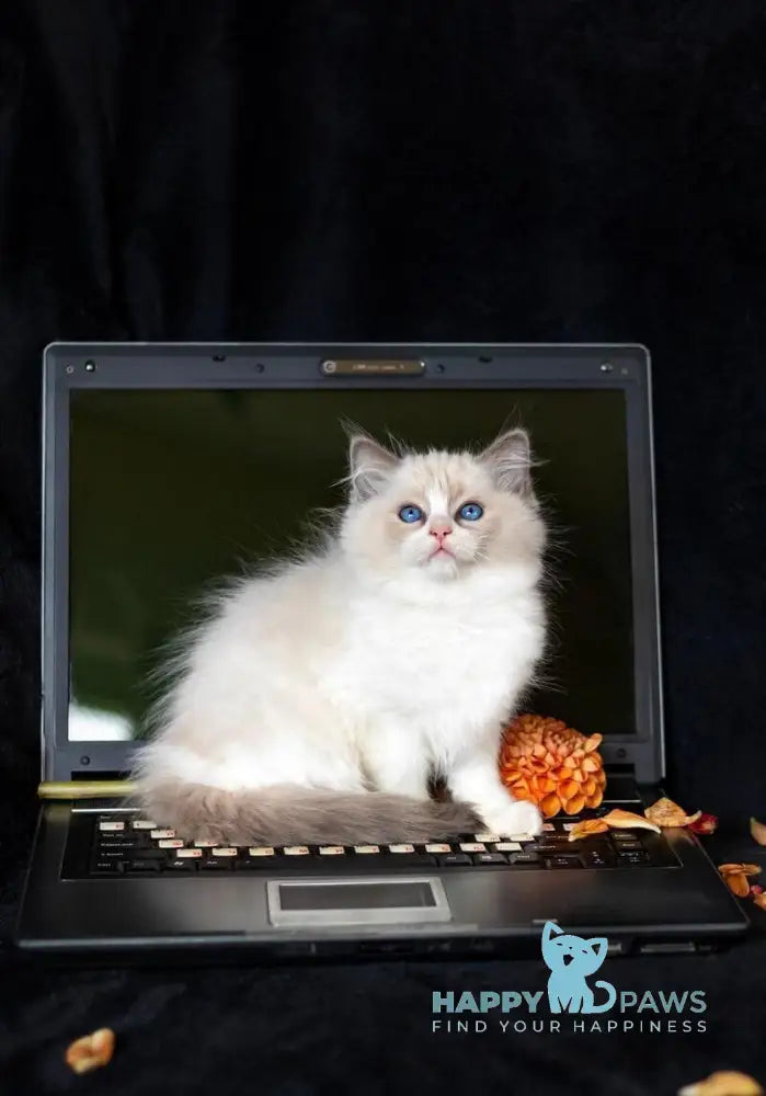 Apple Ragdoll male blue bicolour live animals