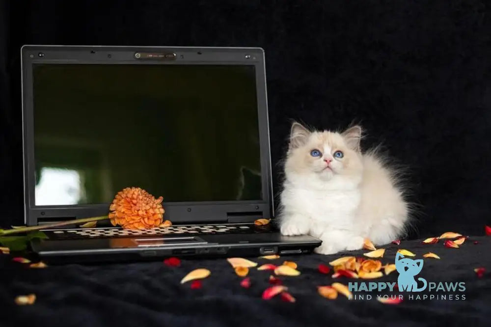 Apple Ragdoll male blue bicolour live animals