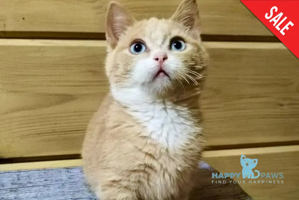 Apricot Munchkin male red silver with white live animals