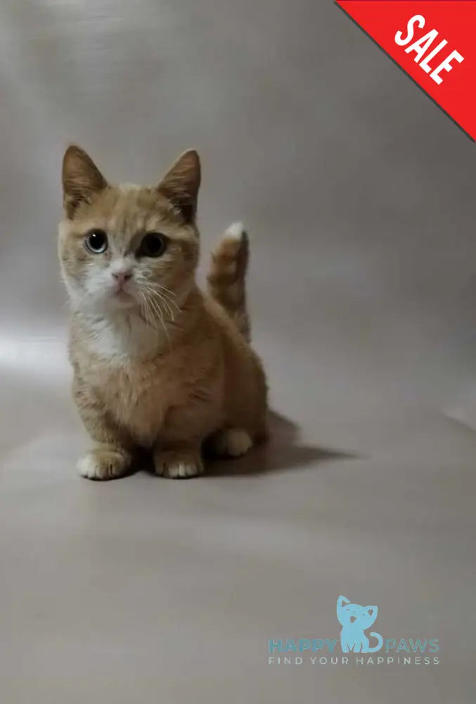 Apricot Munchkin male red silver with white live animals