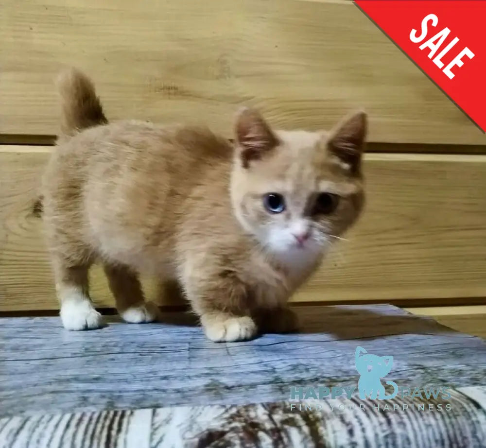 Apricot Munchkin male red silver with white live animals