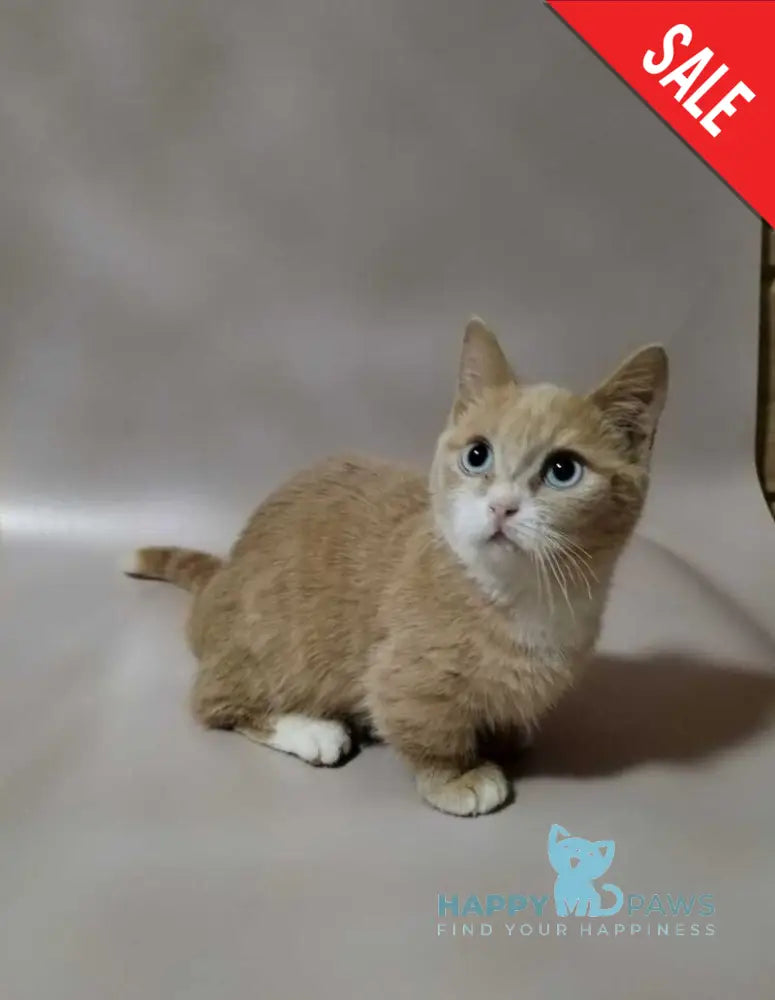 Apricot Munchkin male red silver with white live animals