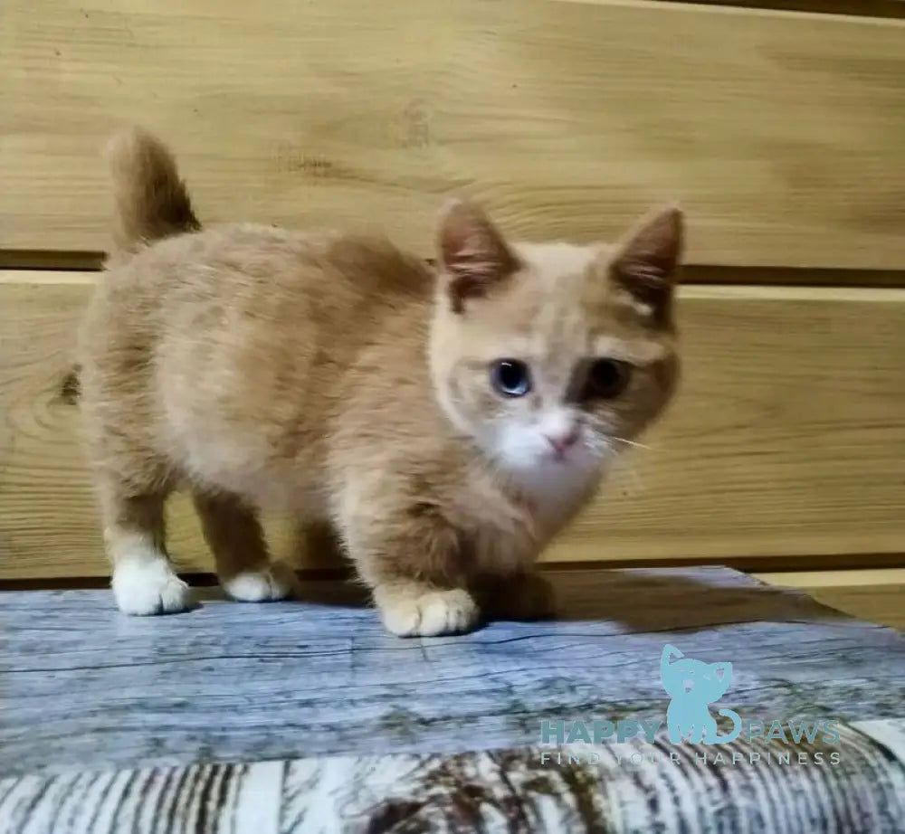 Apricot Munchkin male red silver with white live animals