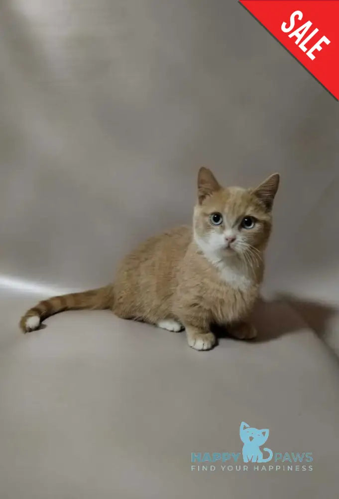 Apricot Munchkin male red silver with white live animals